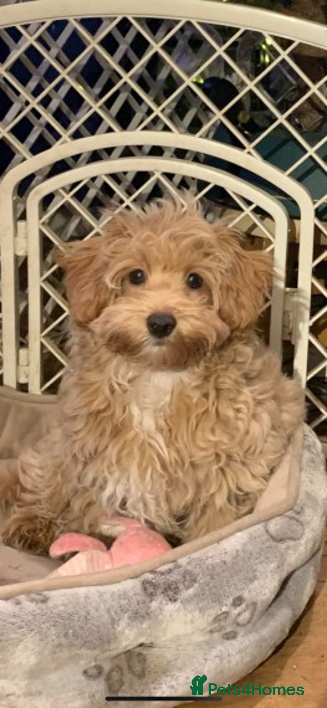 Toy Poodle dogs for stud: Extensively DNA Health Tested Deep Red Toy Poodle in Mansfield - Advert 14