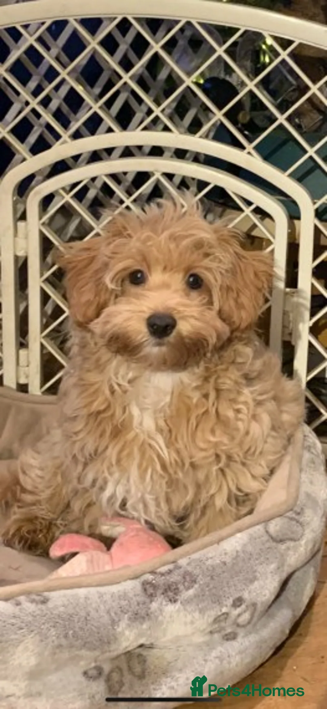 Toy Poodle dogs for stud: Extensively DNA Health Tested Deep Red Toy Poodle in Mansfield - Advert 14