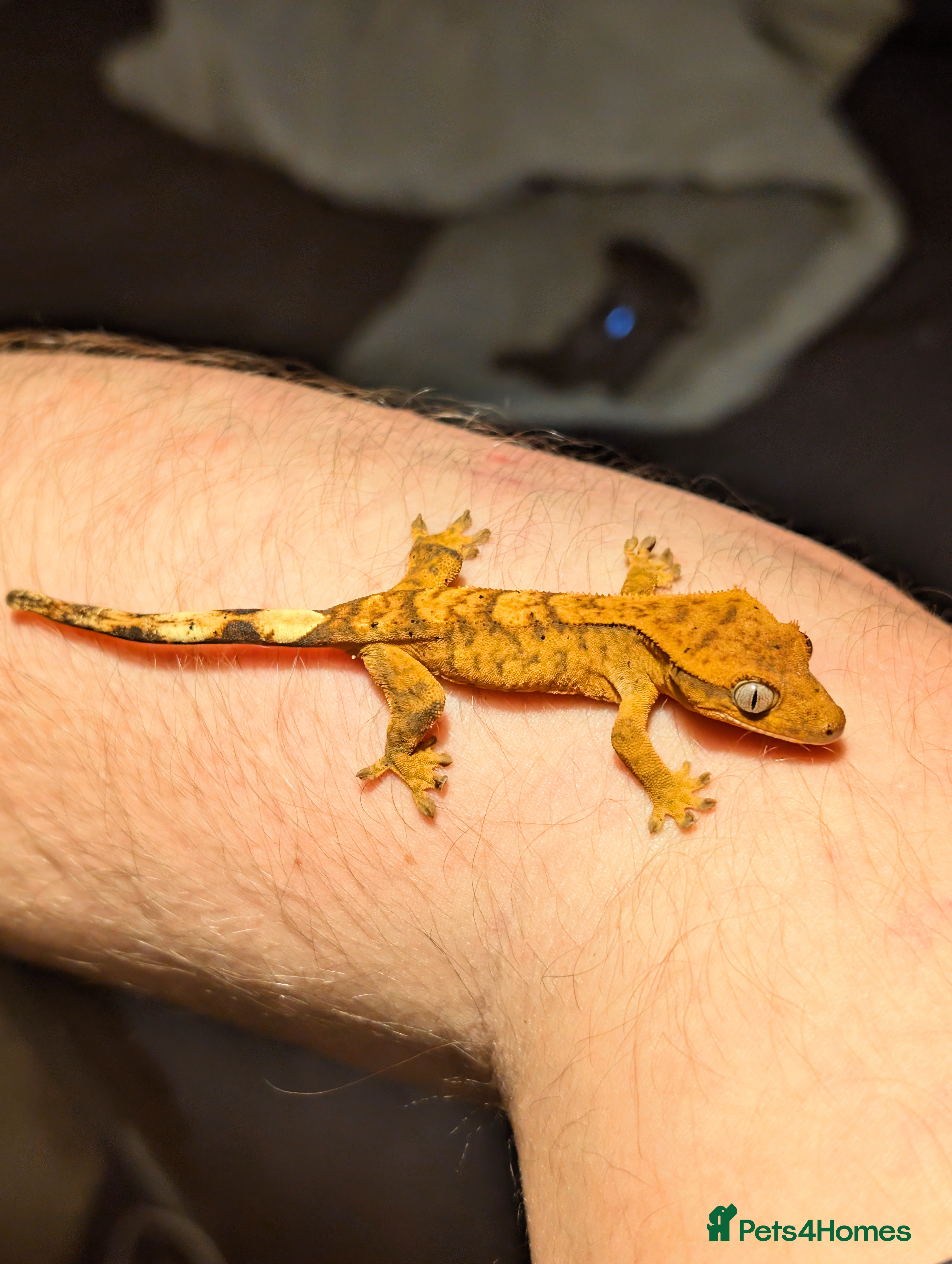 Gecko reptiles Crested Gecko hatchling & full set up - Advert 2