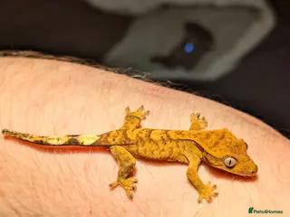 Gecko reptiles Crested Gecko hatchling & full set up - Advert 1