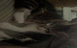 Mixed Breed cats for sale: Kittens - Image 13