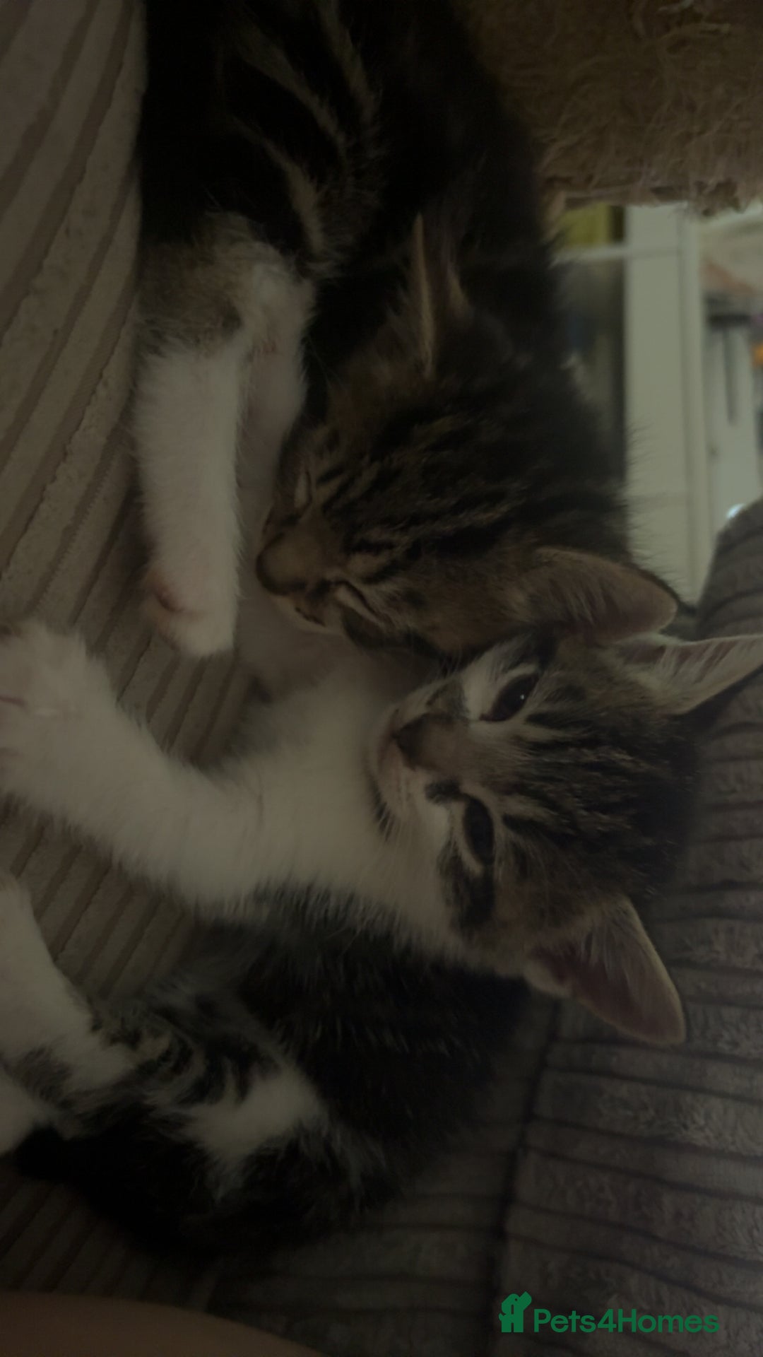 Mixed Breed cats for sale: Kittens - Image 13
