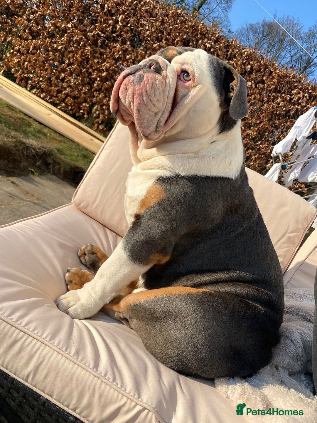 English Bulldog dogs for sale: English Bulldog Puppies - Image 15