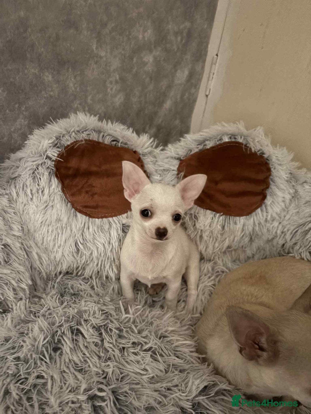 Chihuahua dogs for sale: Small boy chihuahua puppy for sale  - Advert 2