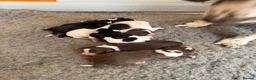 Sprollie dogs for sale: Sprollie Puppies For Sale in Chichester - Advert 2