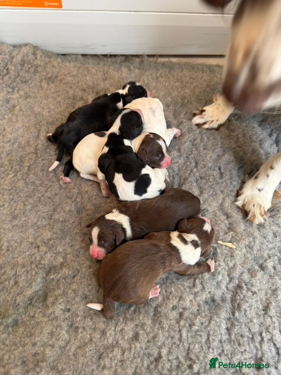 Sprollie dogs for sale: Sprollie Puppies For Sale in Chichester - Advert 2