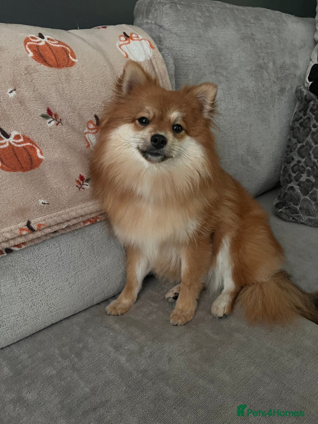 Pomeranian dogs for sale: Female Pomeranian pup  - Advert 3