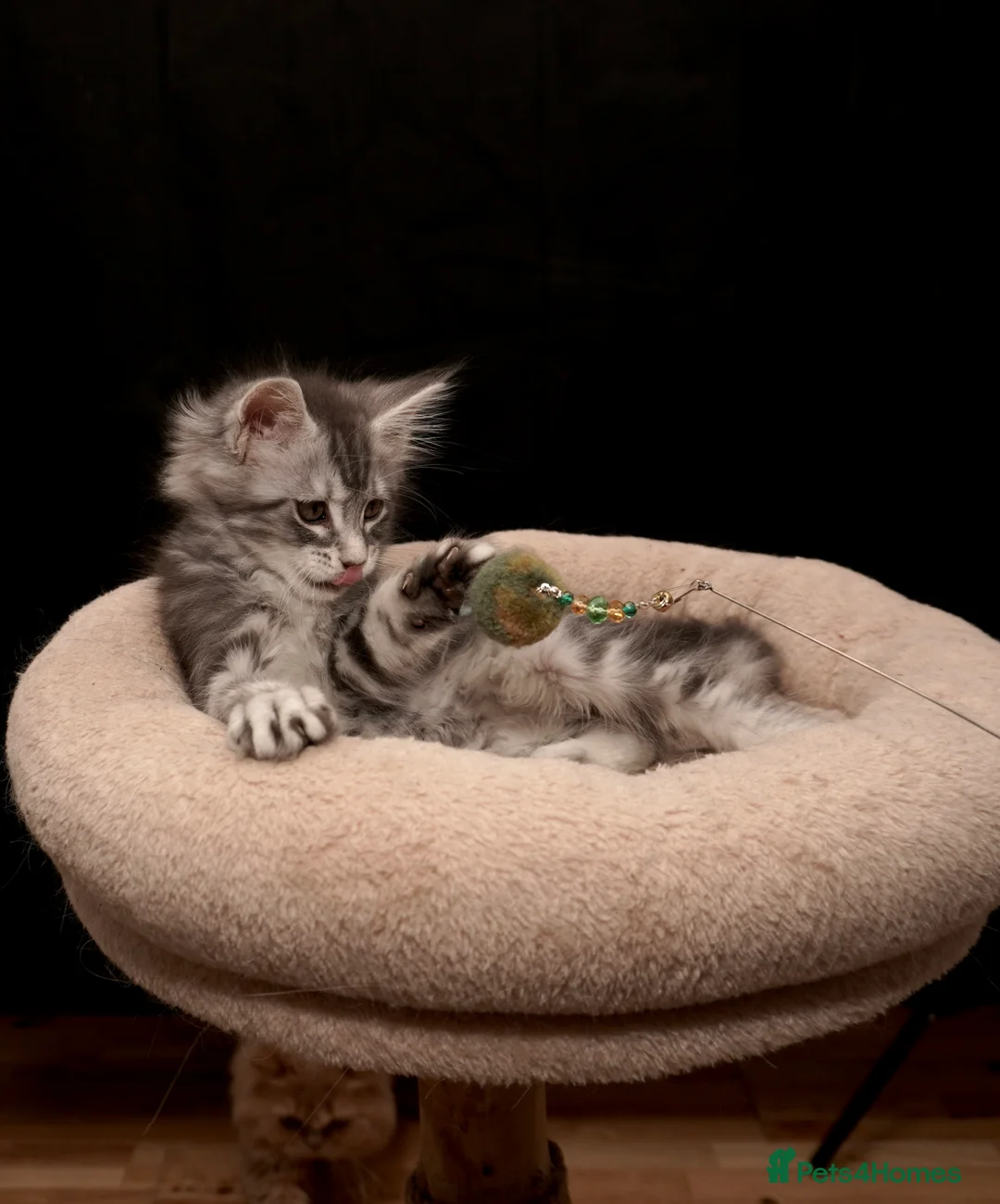 Maine Coon cats for sale: Black Silver classic tabby Mainecoon kittens - Advert 36