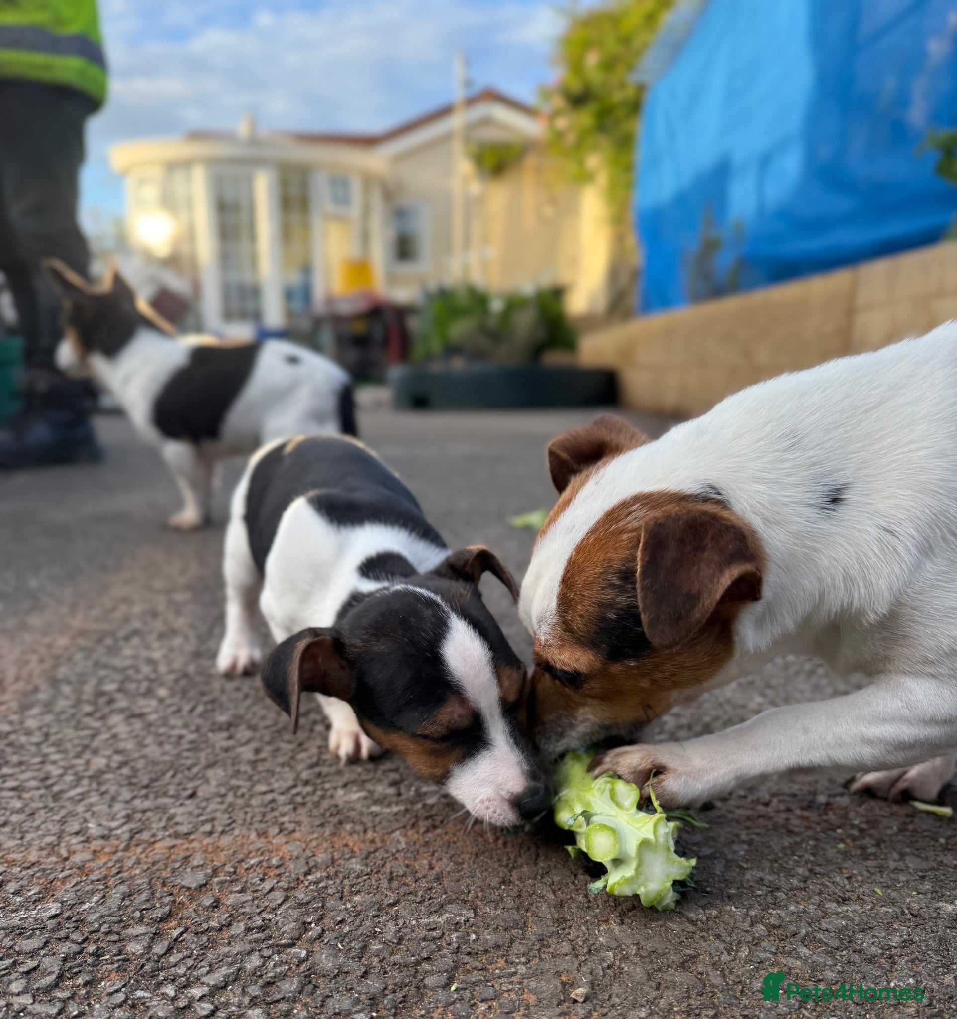 Jack Russell dogs for sale: ‘Naughty’ Jack Russell Pups  in Kilgetty - Advert 21