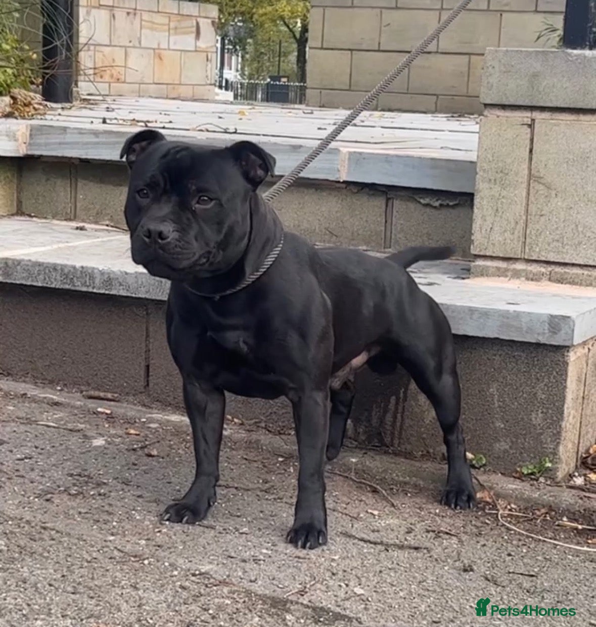 Staffordshire Bull Terrier dogs Beautiful Black Male Staffordshire Puppies av soon - Advert 13