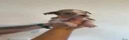 American Bully dogs for sale: Standard American bully  - Advert 14
