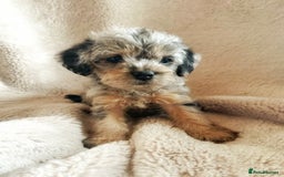 Border Terrier dogs for sale: Stunning Border Teddies - Image 7