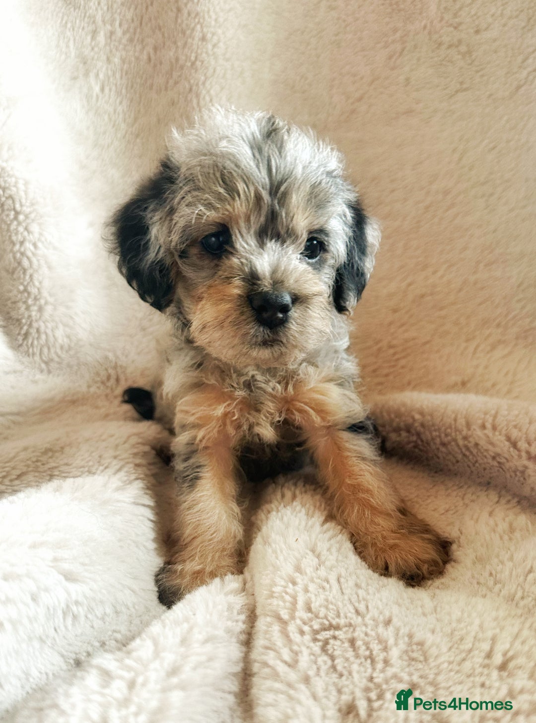 Border Terrier dogs for sale: Stunning Border Teddies - Image 7