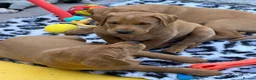 Labrador Retriever dogs for sale: Duel purpose Labrador  - Advert 4