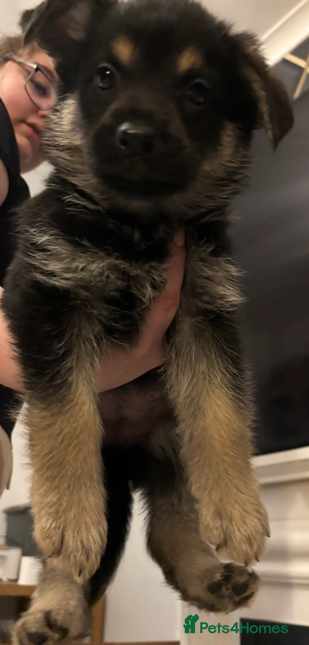 Mixed Breed dogs for sale: German Shepherd Rottweiler Puppies - Advert 14