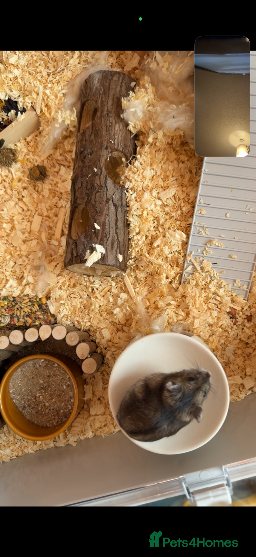 Hamster rodents for sale: Friendly Dwarf Hamster looking to Rehome in Hyde - Image 4
