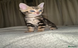 Bengal cats for sale: Snow Lynx, Marble & Brown Rosette Bengals - Image 34