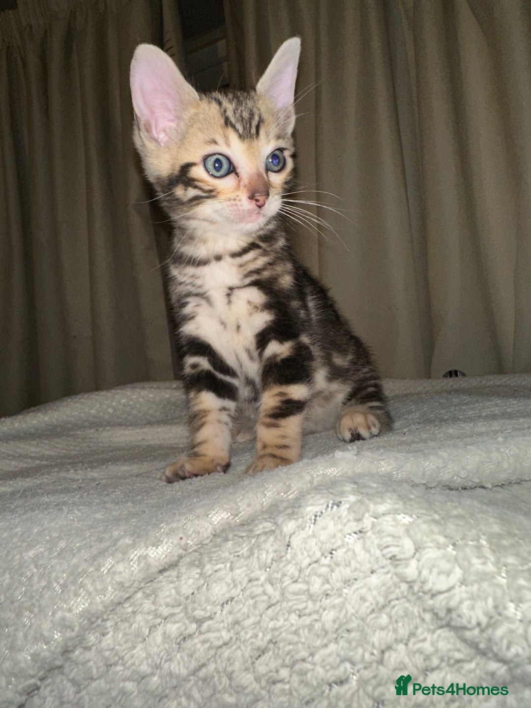 Bengal cats for sale: Snow Lynx, Marble & Brown Rosette Bengals - Image 34