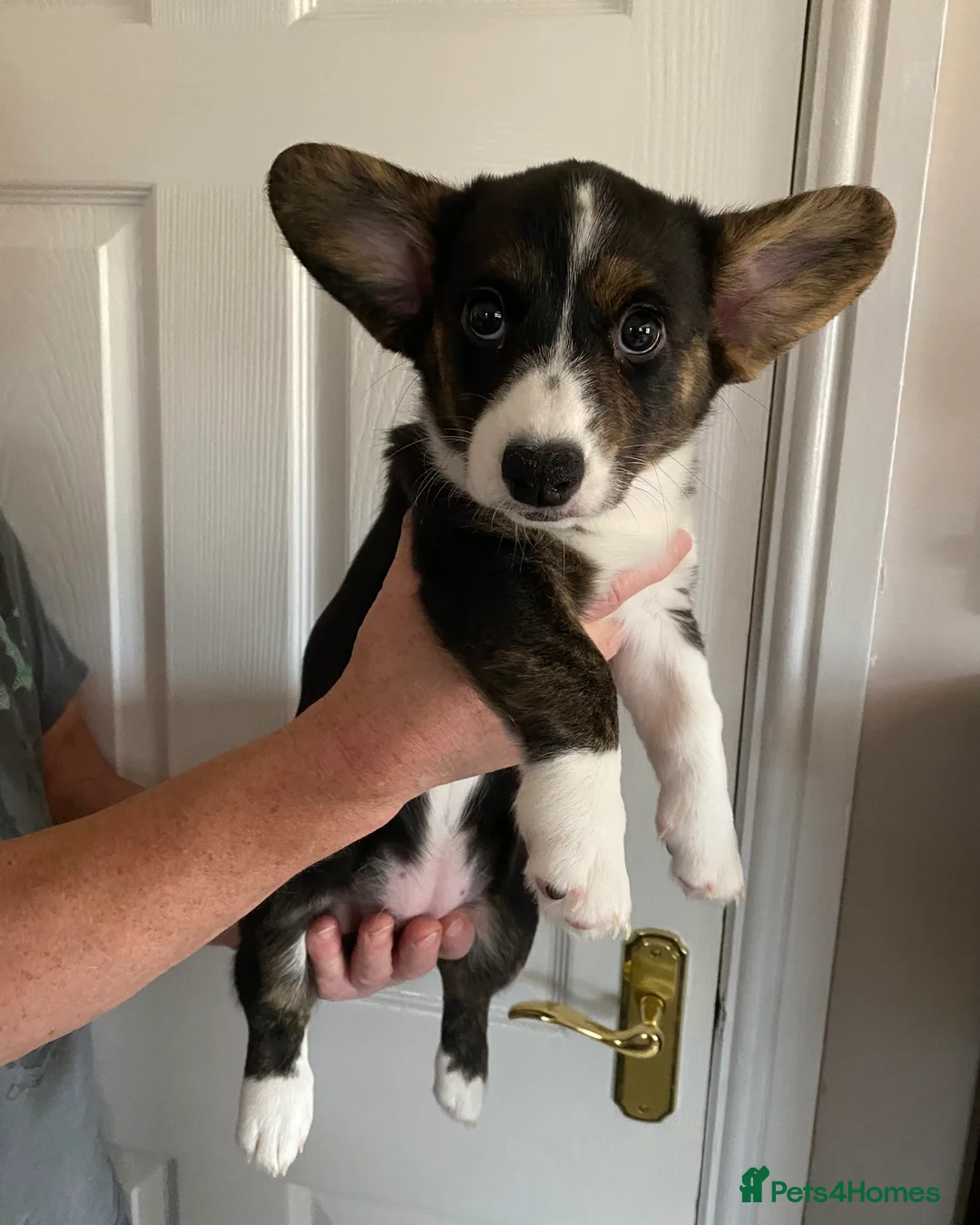 Welsh Corgi Cardigan dogs for sale: WELSH CARDIGAN CORGI GIRLS READY NOW - Advert 12