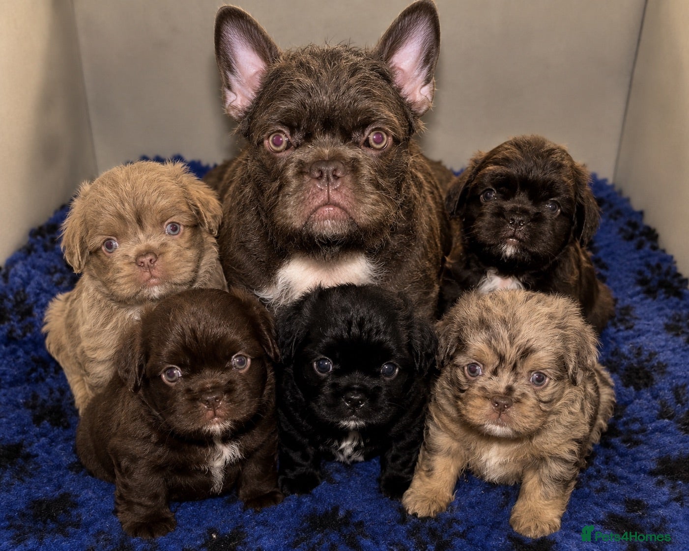 French Bulldog dogs Fluffy French Floodles  - Advert 1