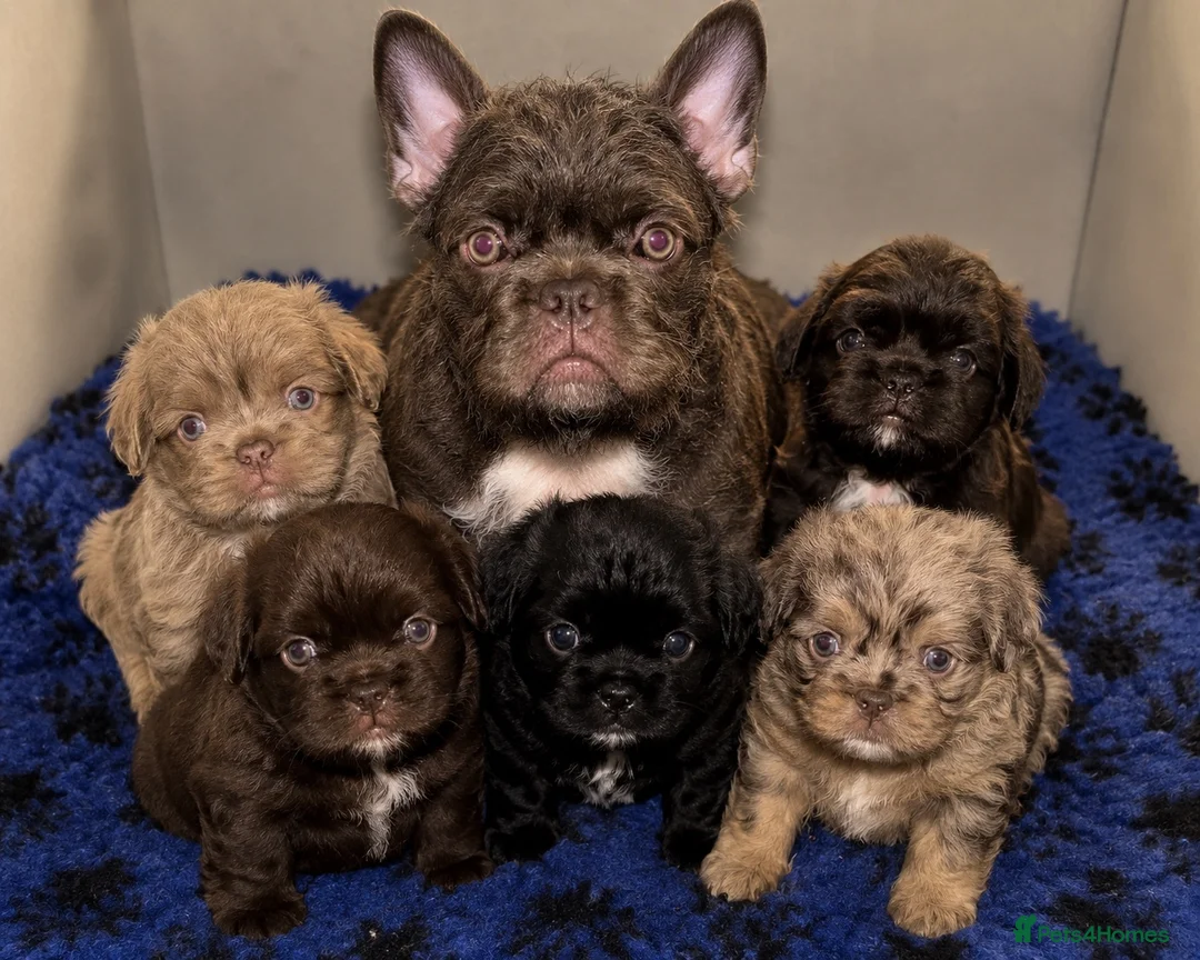 French Bulldog dogs for sale: Fluffy French Floodles  in Manchester - Advert 1