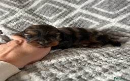 Miniature Dachshund dogs for sale: KC Longhaired Miniature Dachshunds  - Image 28