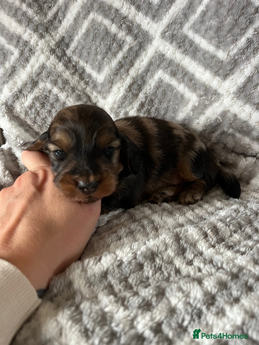 Miniature Dachshund dogs for sale: KC Longhaired Miniature Dachshunds  - Image 28