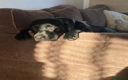 Labrador Retriever dogs for sale: 3 year old labrador for sale - Image 4
