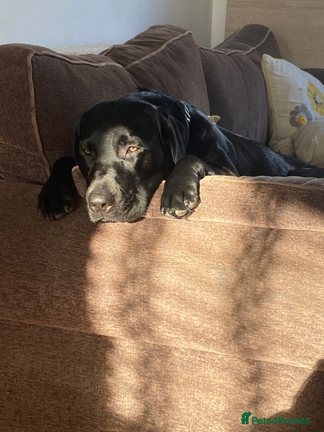 Labrador Retriever dogs for sale: 3 year old labrador for sale - Image 4