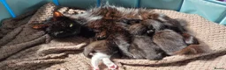 Mixed Breed cats for sale: 2 Beautiful Black and White Female Kittens  - Advert 5