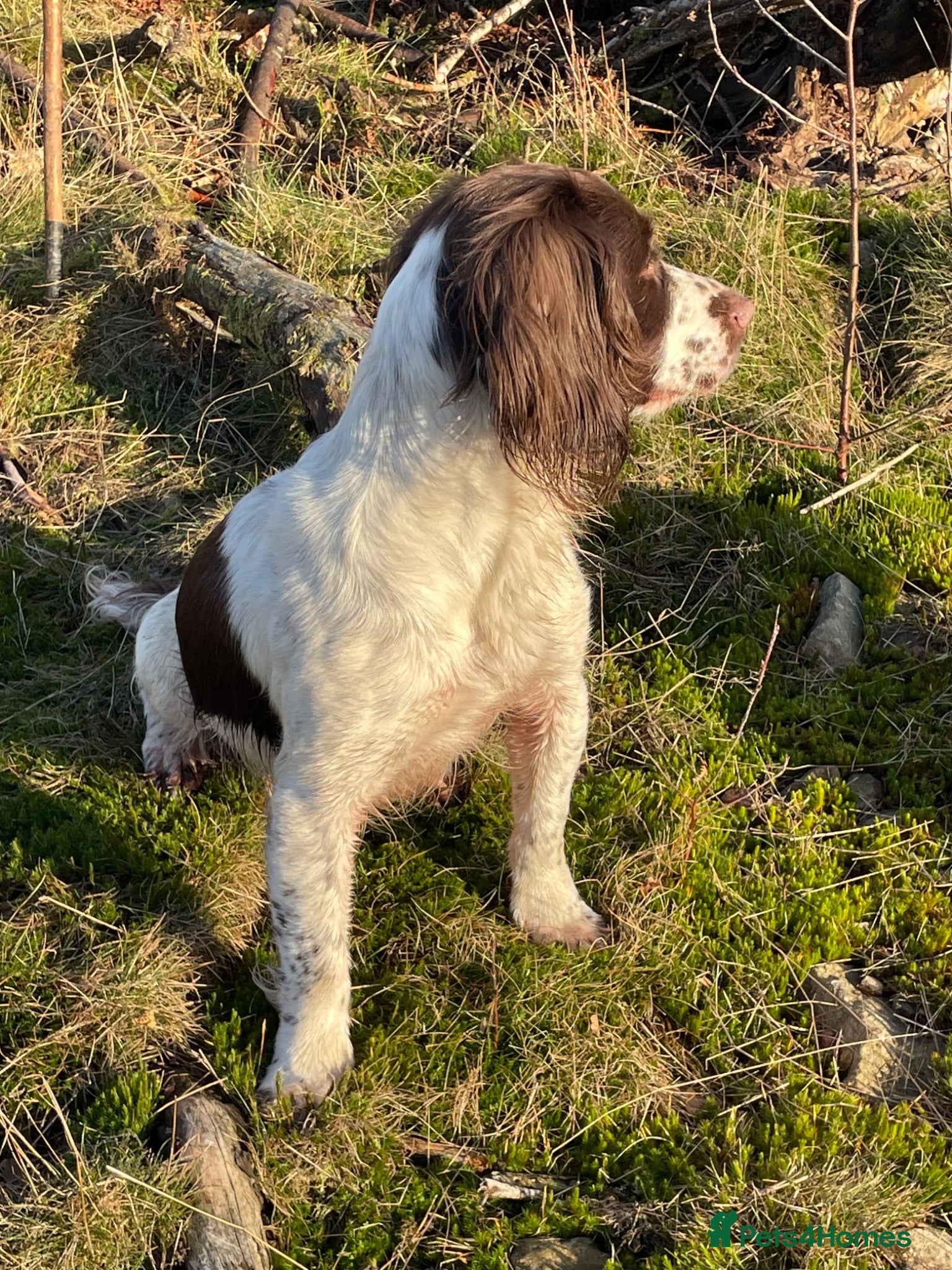 English Springer Spaniel dogs English Springer Spaniel puppies for sale. - Advert 1