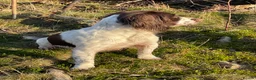 English Springer Spaniel dogs for sale: English Springer Spaniel puppies for sale. - Advert 1
