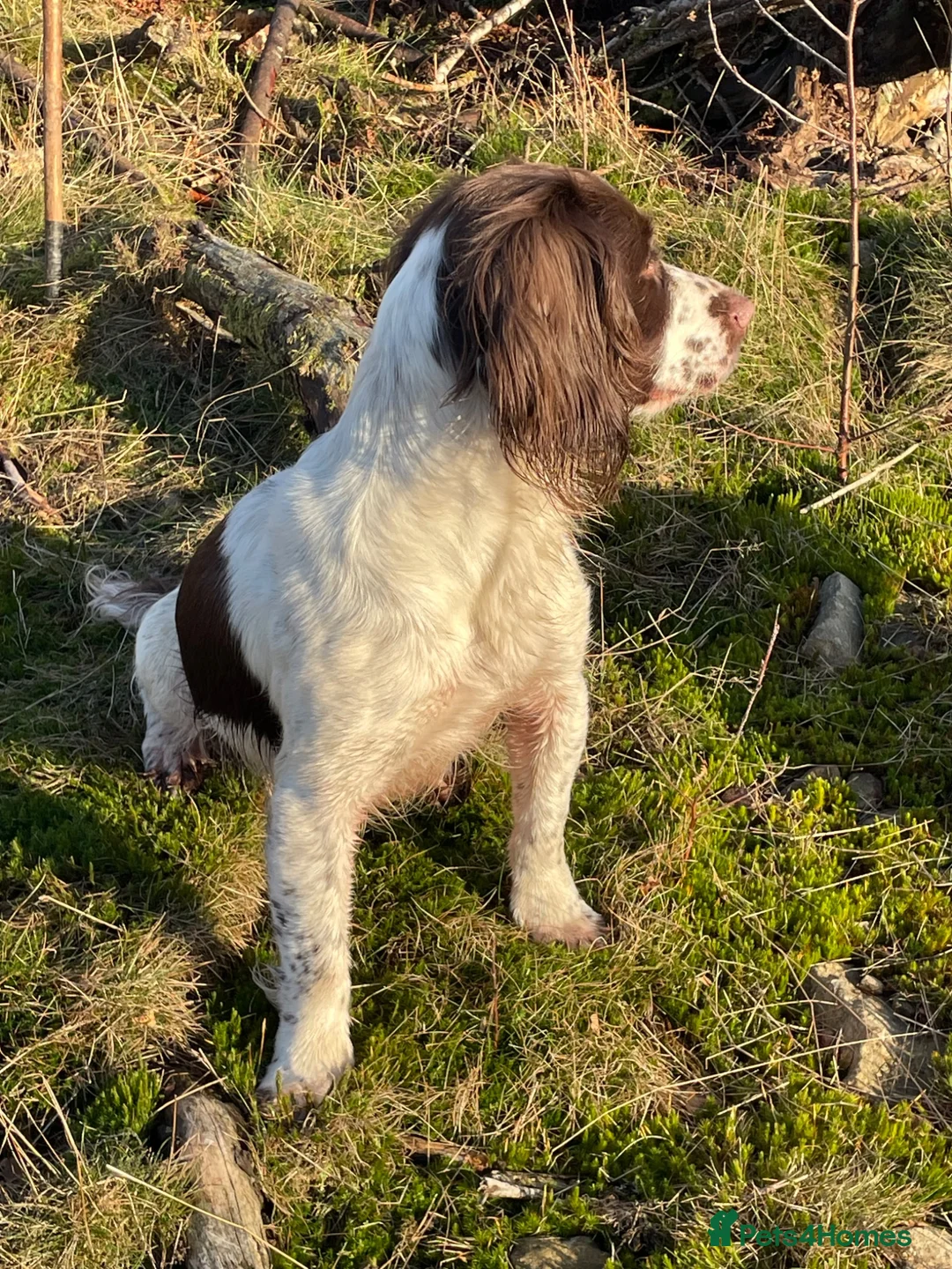 English Springer Spaniel dogs for sale: English Springer Spaniel puppies for sale. - Advert 1