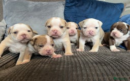 Olde English Bulldogge dogs for sale: MUST SEE OLDE ENGLISH PUPPIES!!  - Image 1