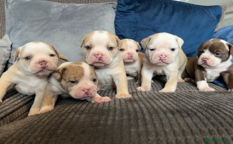 Olde English Bulldogge dogs - Advert 1