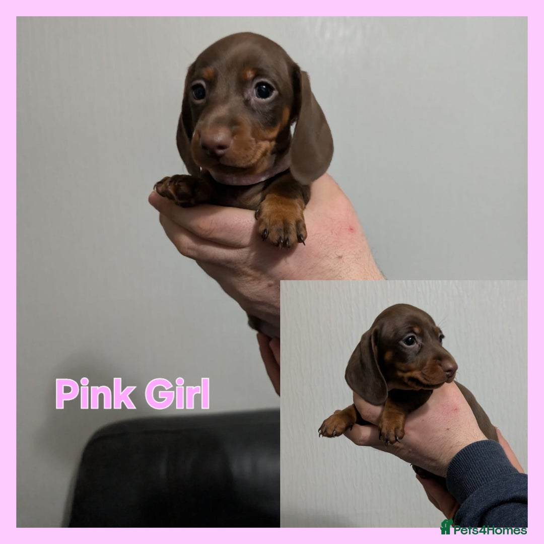 Miniature Dachshund dogs for sale: Kc reg miniture dachshund puppies for sale - Advert 13