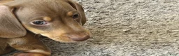 Miniature Dachshund dogs for sale: Female miniature dachshund  - Advert 8