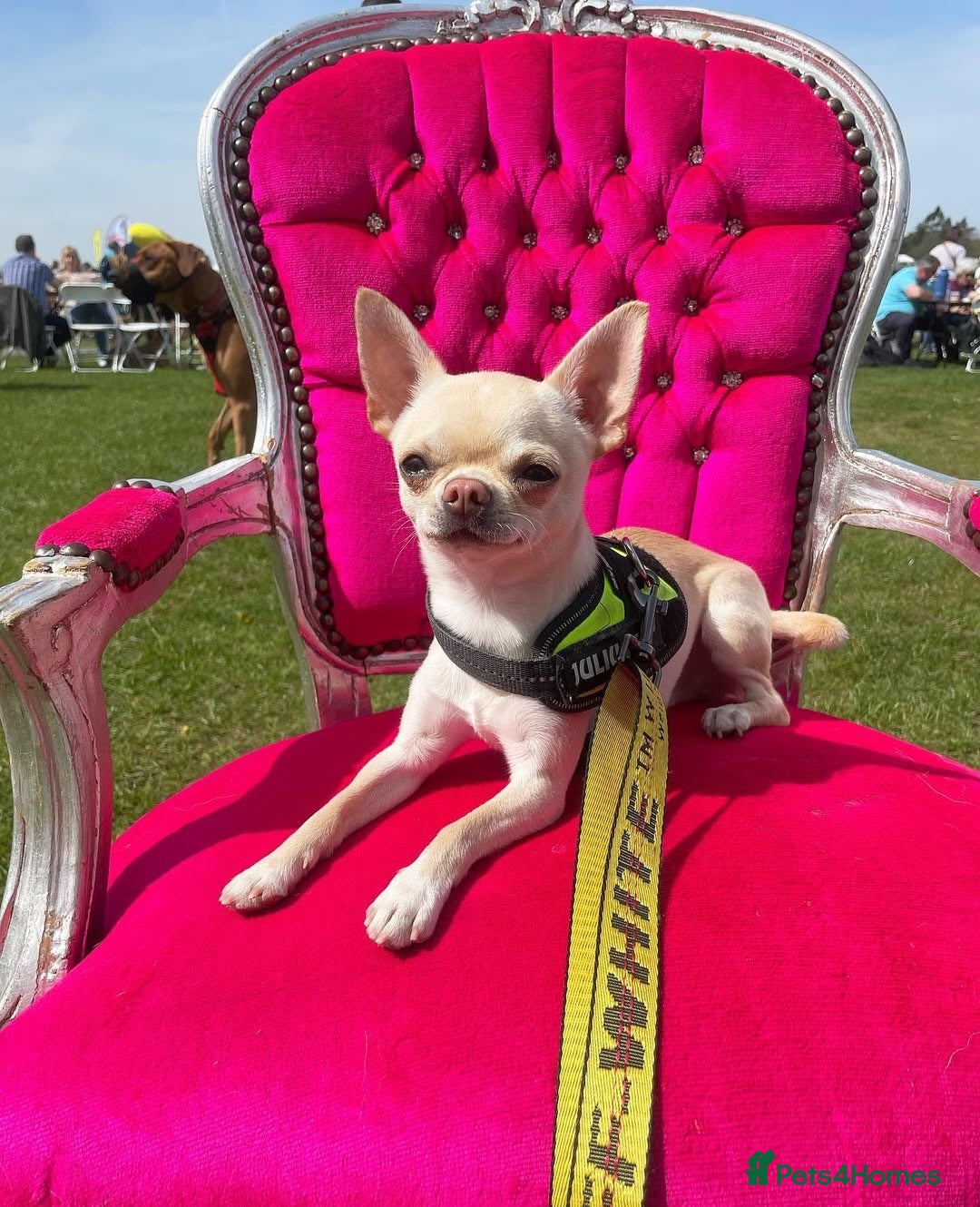 Chihuahua dogs for stud: STUD KC Registered Male Chihahua  - Advert 3