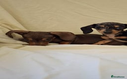 Dachshund dogs for sale: 3 beautiful girls  - Advert 3