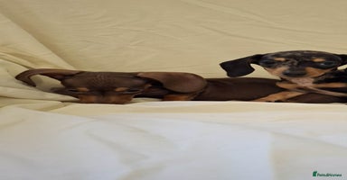 Dachshund dogs 3 beautiful girls  - Advert 7