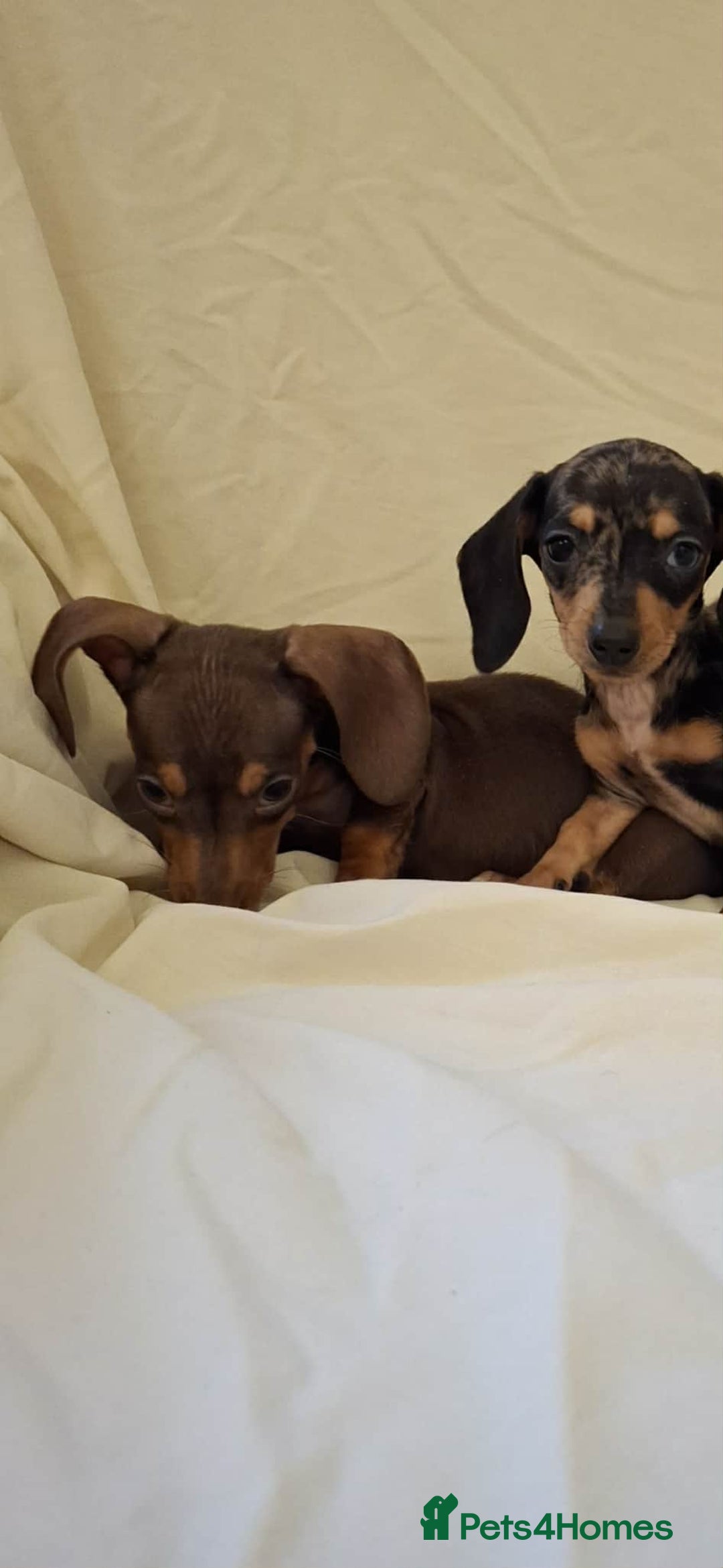 Dachshund dogs for sale: 3 beautiful girls  - Advert 3