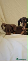 Dachshund dogs 3 beautiful girls - Advert 3