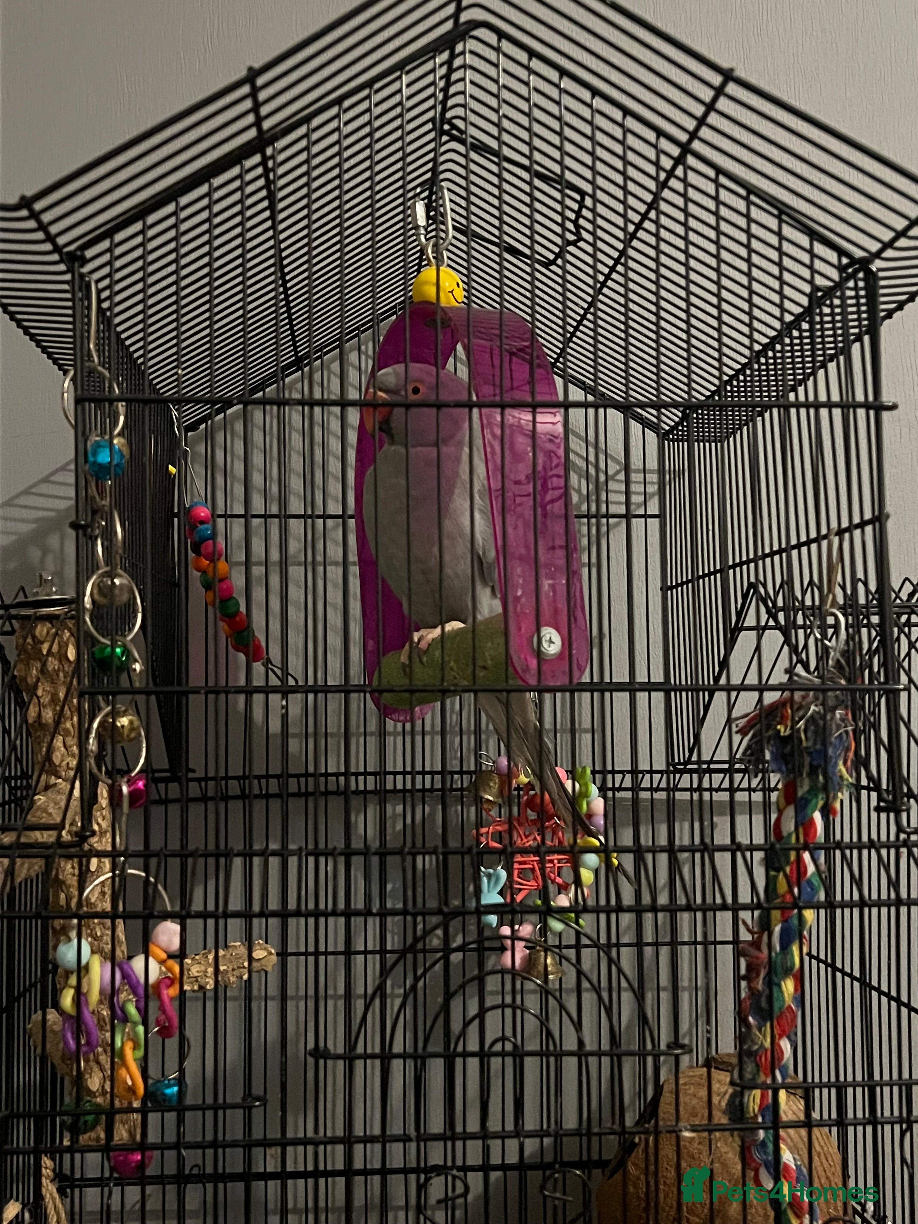 Parrots birds Beautiful Grey Indian Ringneck for Sale - Advert 3