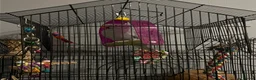 Parrots birds for sale: Beautiful Grey Indian Ringneck for Sale - Advert 1