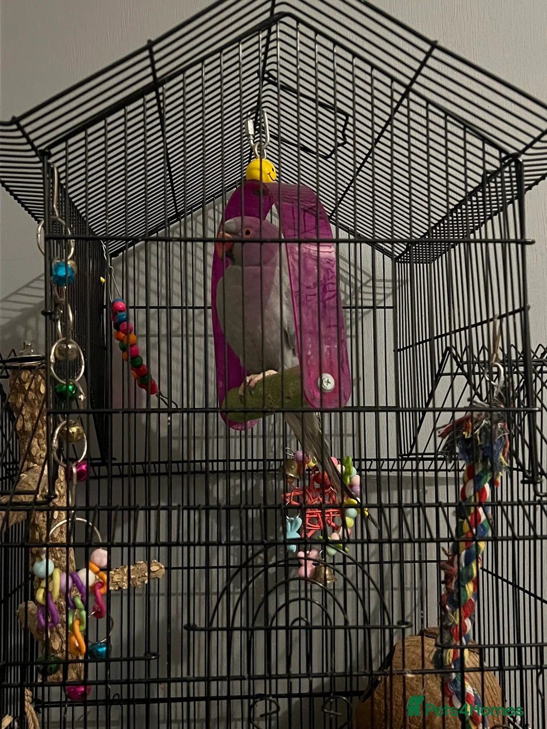 Parrots birds for sale: Beautiful Grey Indian Ringneck for Sale - Advert 1