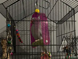 Parrots birds Beautiful Grey Indian Ringneck for Sale - Advert 3