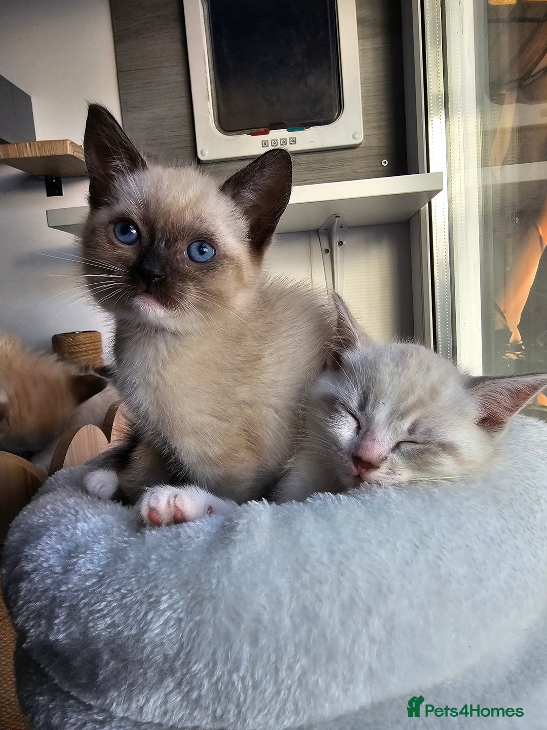 Ragdoll cats for sale: Soo cudly and playfull, two litters! - Advert 33