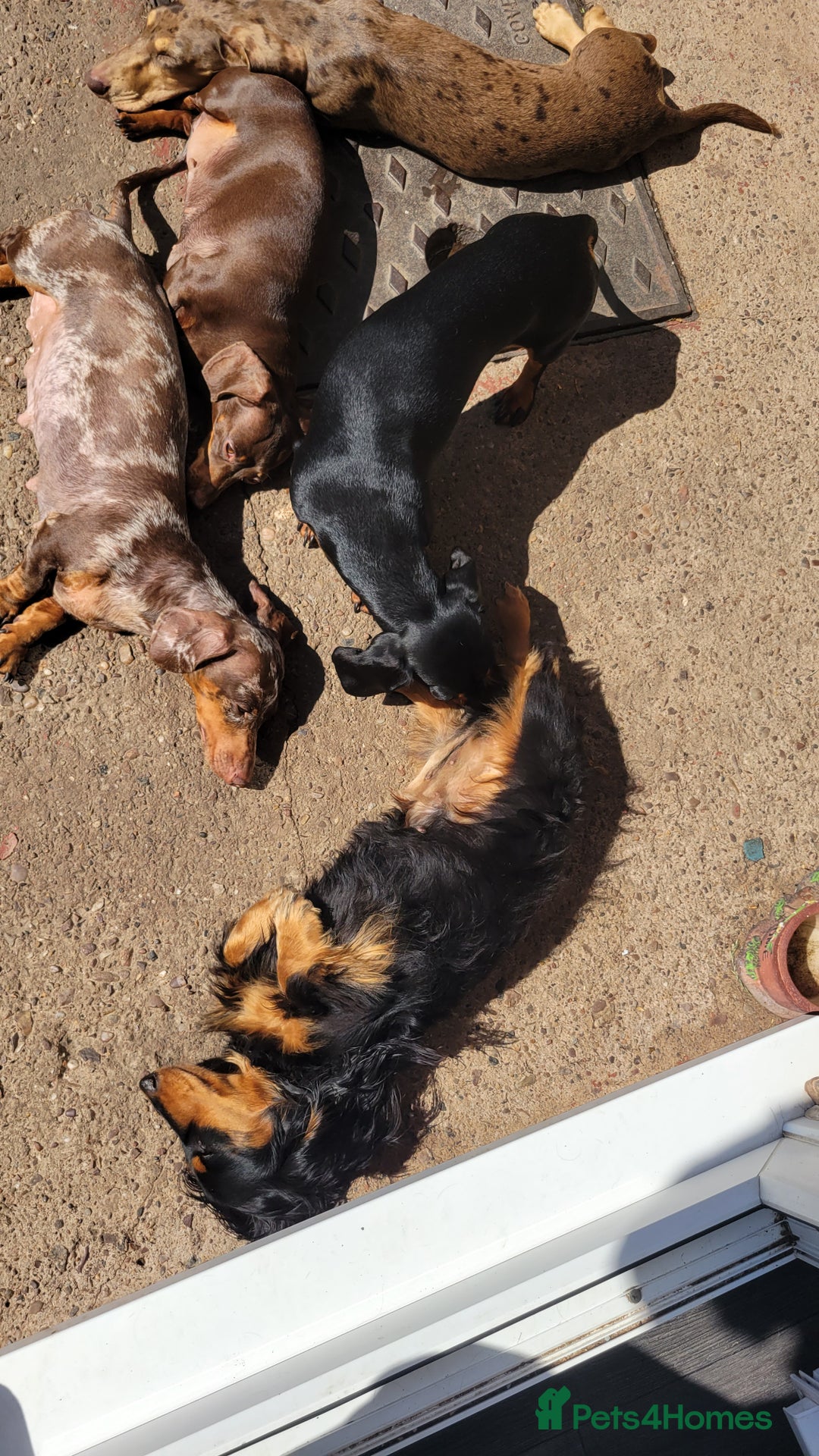 Dachshund dogs for sale: Kc Standard Dachshunds  - Image 24