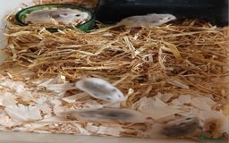 Hamster rodents for sale: Roborovski Hamsters Females   - Image 4