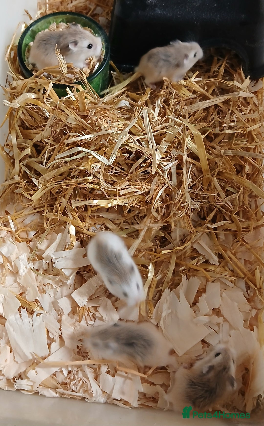 Hamster rodents for sale: Roborovski Hamsters Females   - Image 4